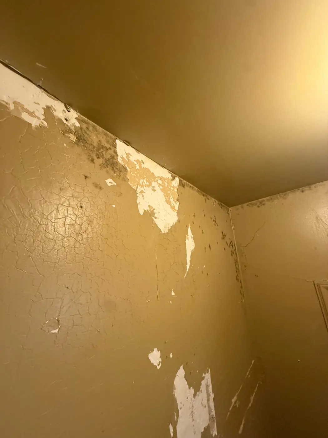 Bathroom wall with black mold growth and peeling paint at the ceiling line before remediation in Denver, CO